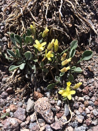 Physaria occidentalis, photographed by Marcus Tamura