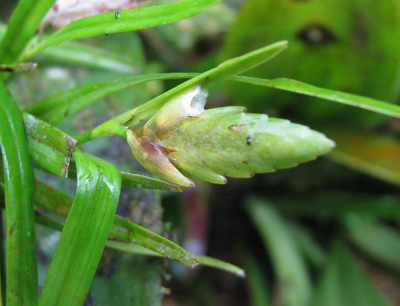 Elleanthus graminifolius, photographed by Todd Boland