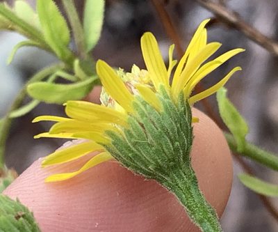 Chrysopsis scabrella, photographed by natalie