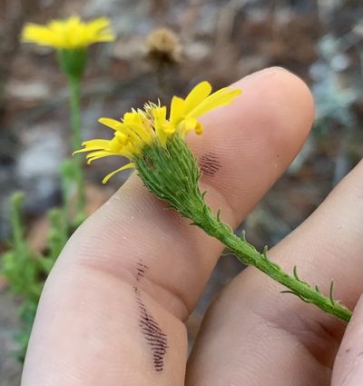 Chrysopsis scabrella, photographed by natalie
