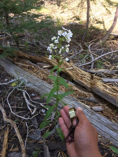 Hackelia californica, photographed by Marcus Tamura