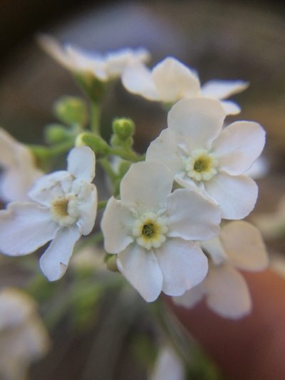 Hackelia californica, photographed by Marcus Tamura