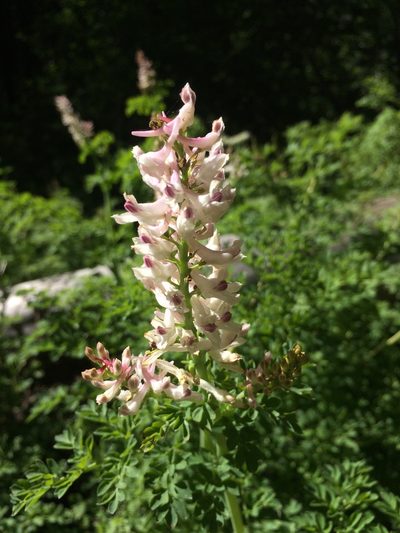 Corydalis caseana, photographed by Marcus Tamura