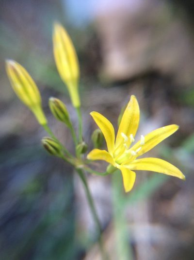 Triteleia montana, photographed by Marcus Tamura