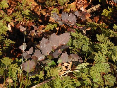 Berberis dictyota, photographed by Mary K. Hanson