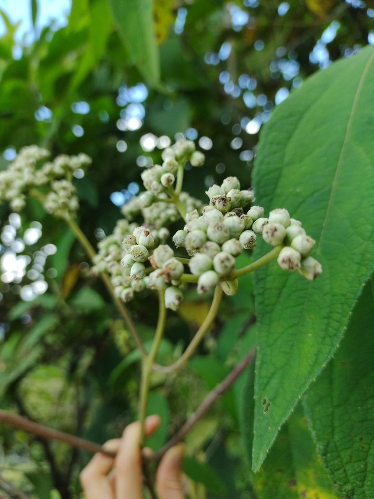 Ageratina popayanensis, photographed by Cristina Romero Ríos