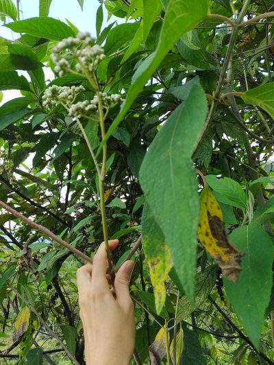 Ageratina popayanensis, photographed by Cristina Romero Ríos
