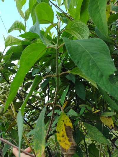 Ageratina popayanensis, photographed by Cristina Romero Ríos