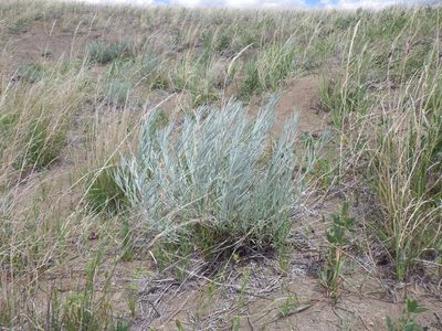 Artemisia longifolia, photographed by Matt Lavin
