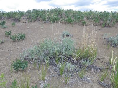Artemisia longifolia, photographed by Matt Lavin