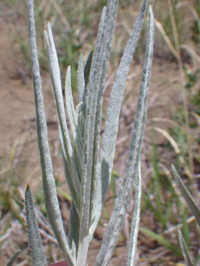 Artemisia longifolia, photographed by Matt Lavin