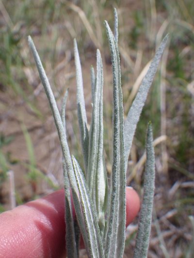 Artemisia longifolia, photographed by Matt Lavin