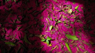 Syzygium malaccense, photographed by Marilyne Busque-Dubois