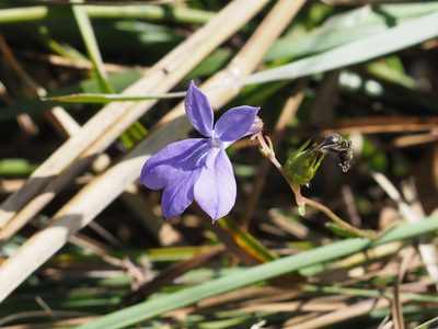 Lobelia glandulosa, photographed by Zygy