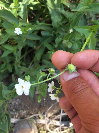 Hackelia californica, photographed by Marcus Tamura