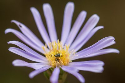 Symphyotrichum walteri, photographed by Nash Turley