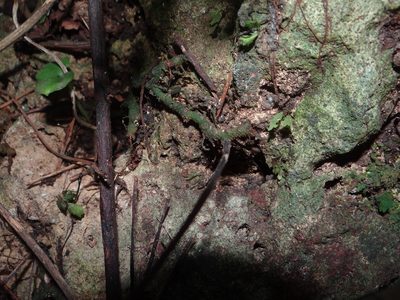 Hymenasplenium subnormale, photographed by 呂一起(Lyu yi-chi)