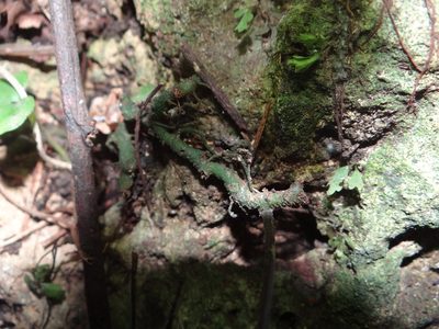 Hymenasplenium subnormale, photographed by 呂一起(Lyu yi-chi)