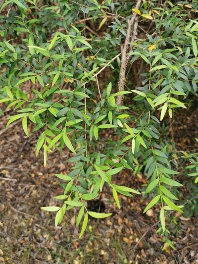 Myrceugenia parvifolia, photographed by Inao Vasquez