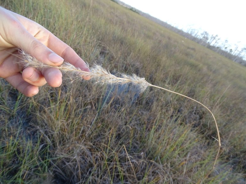 Erianthus giganteus, photographed by Michael W Belitz