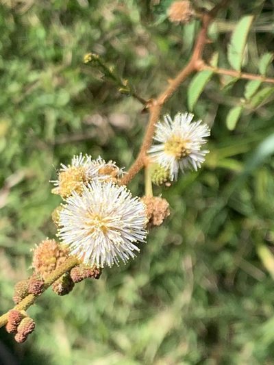 Mimosa tweedieana, photographed by Leonel Roget