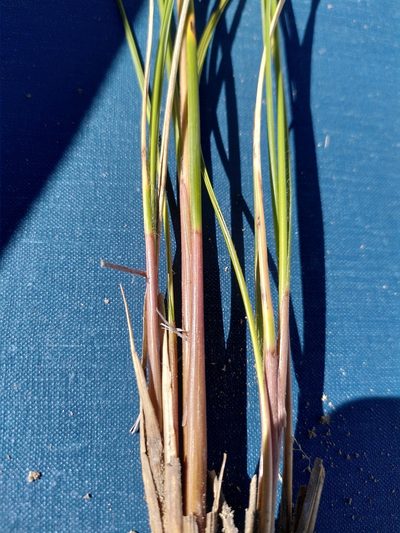 Chionochloa macra, photographed by Loïc Chalmandrier