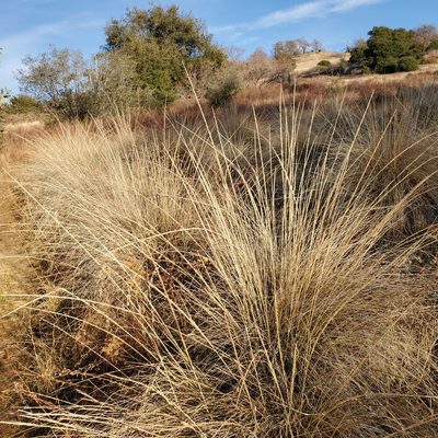 Muhlenbergia rigens, photographed by Dan Horowitz