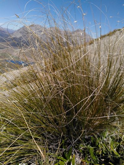 Chionochloa macra, photographed by Loïc Chalmandrier