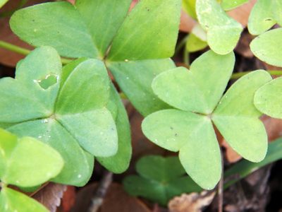 Oxalis dehradunensis, photographed by Diana Foreman
