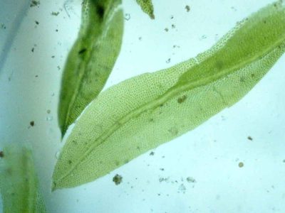 Fissidens exilis, photographed by Étienne Lacroix-Carignan