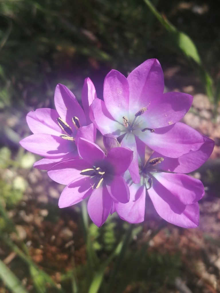 Ixia atrandra, photographed by sharndreheuvel
