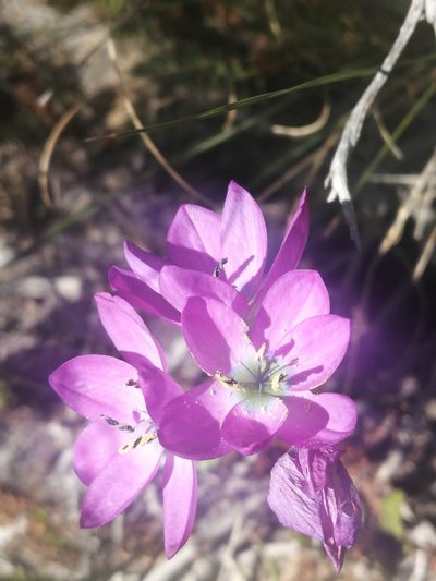 Ixia atrandra, photographed by sharndreheuvel