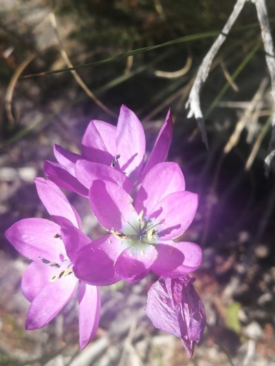 Ixia atrandra, photographed by sharndreheuvel
