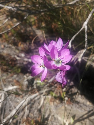 Ixia atrandra, photographed by sharndreheuvel