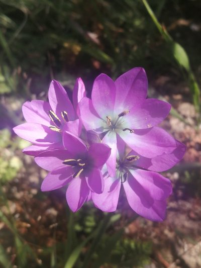 Ixia atrandra, photographed by sharndreheuvel