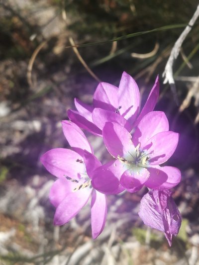 Ixia atrandra, photographed by sharndreheuvel