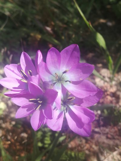 Ixia atrandra, photographed by sharndreheuvel