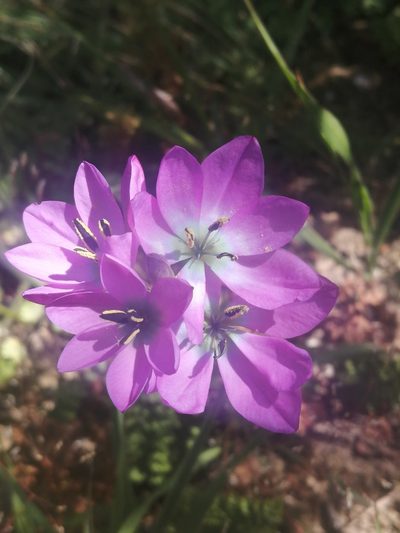 Ixia atrandra, photographed by sharndreheuvel