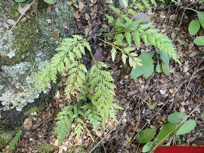 Asplenium richardii, photographed by John Steel