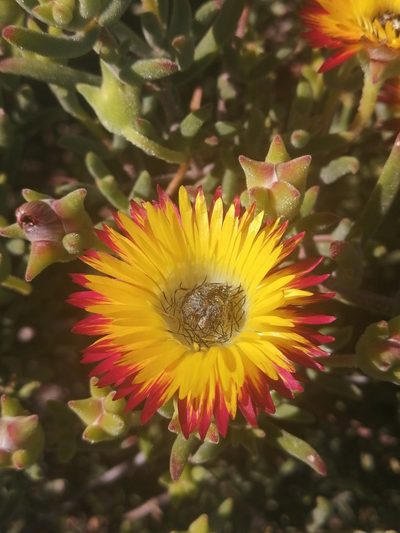 Drosanthemum hallii, photographed by sharndreheuvel