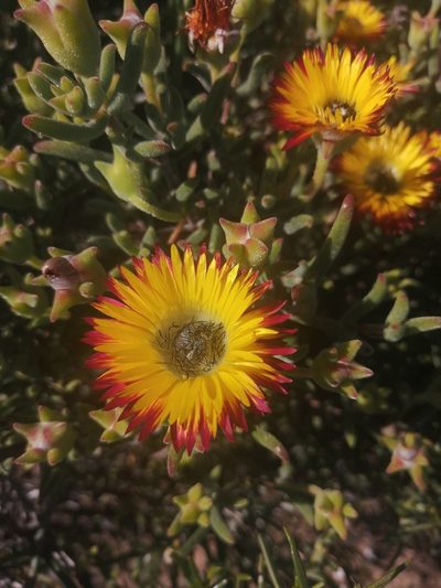 Drosanthemum hallii, photographed by sharndreheuvel