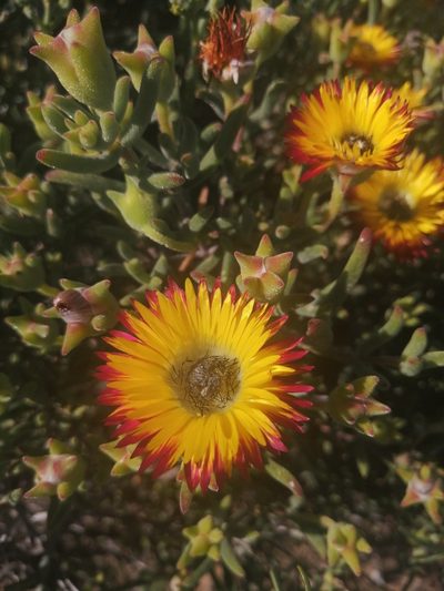 Drosanthemum hallii, photographed by sharndreheuvel