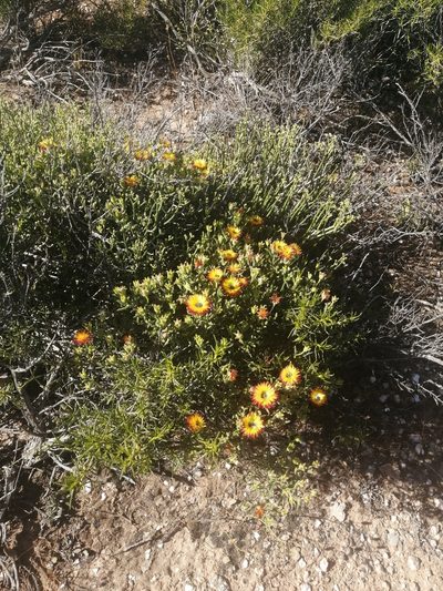 Drosanthemum hallii, photographed by sharndreheuvel