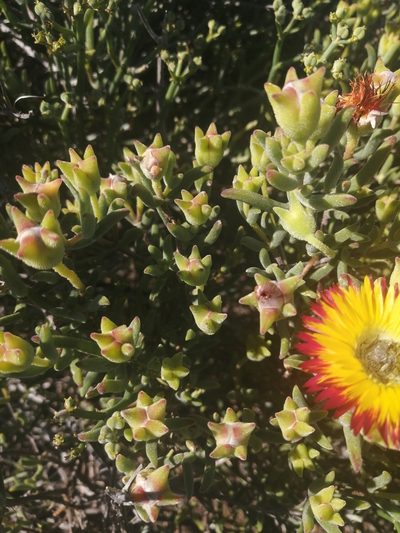 Drosanthemum hallii, photographed by sharndreheuvel
