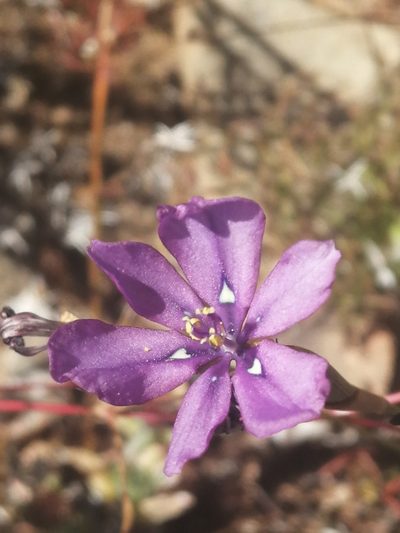 Moraea worcesterensis, photographed by sharndreheuvel