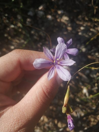 Moraea worcesterensis, photographed by sharndreheuvel