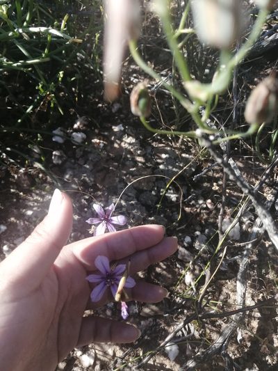 Moraea worcesterensis, photographed by sharndreheuvel
