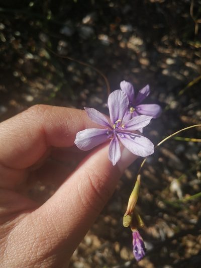 Moraea worcesterensis, photographed by sharndreheuvel