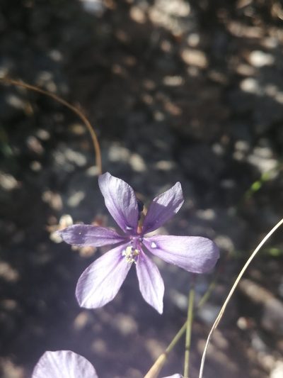 Moraea worcesterensis, photographed by sharndreheuvel