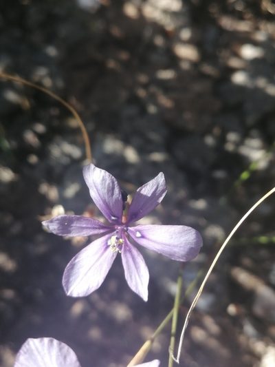 Moraea worcesterensis, photographed by sharndreheuvel